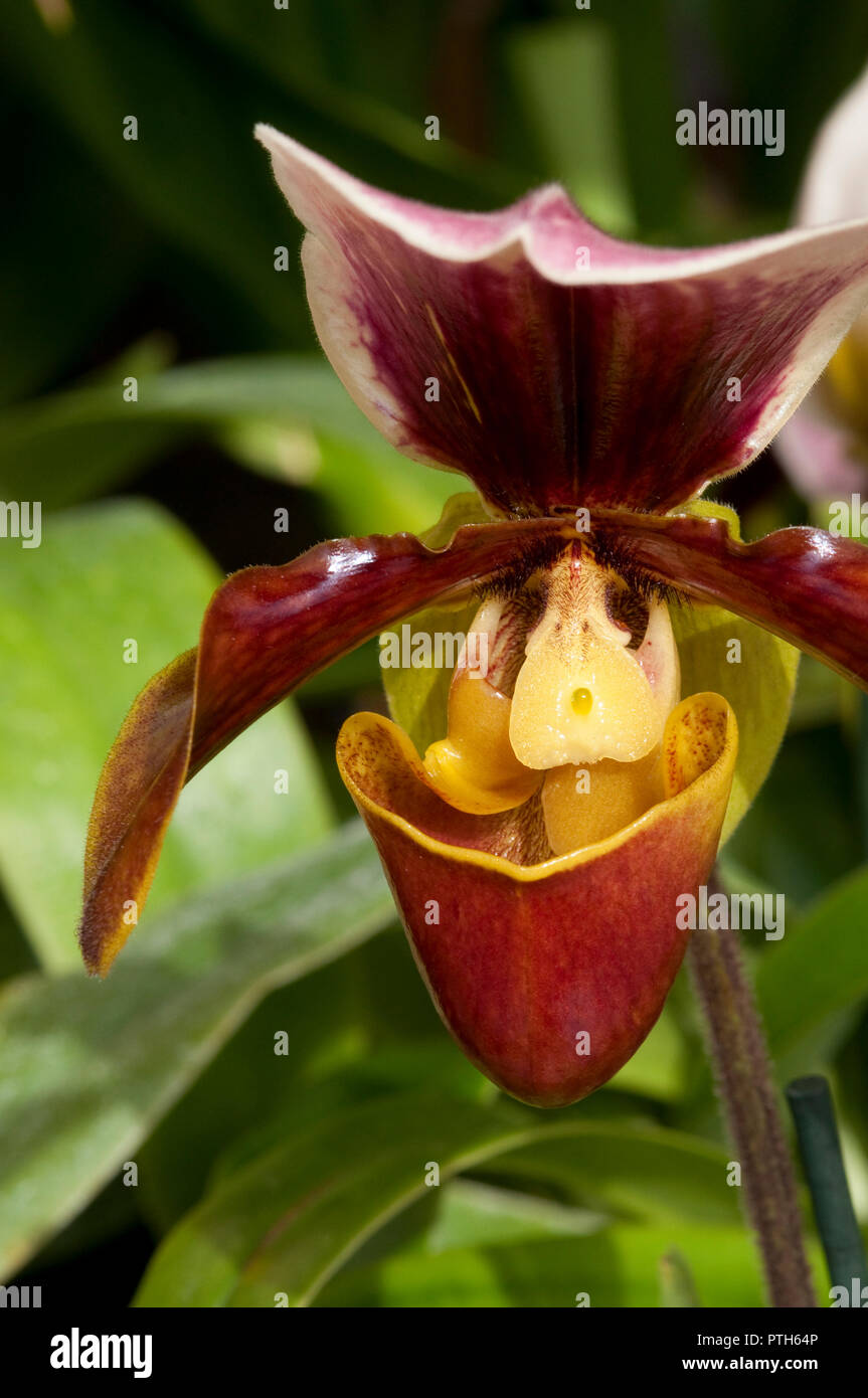 Purple Paphiopedilum Orchid Stock Photo