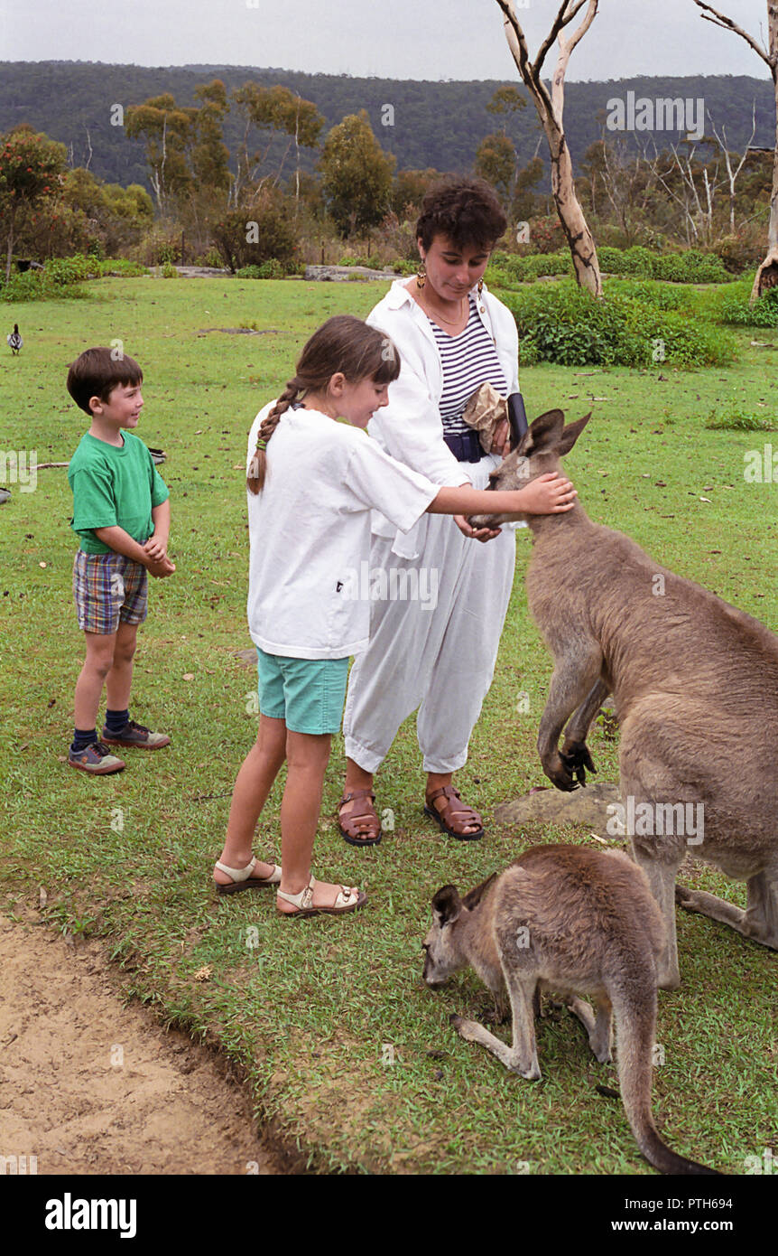 Family feeding Eastern Grey kangaroos (Macropus giganteus), in Waratah
