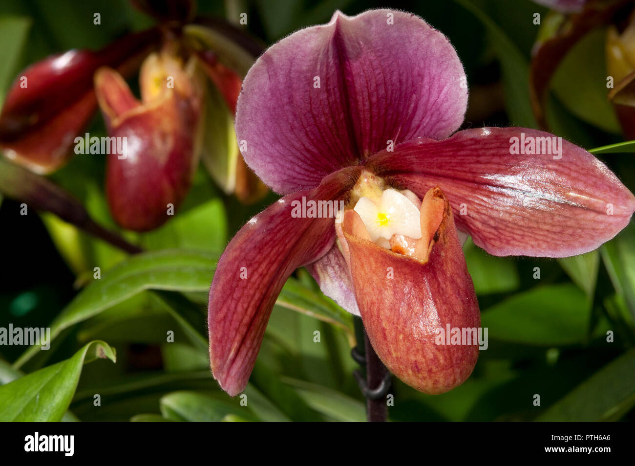 Purple Paphiopedilum Orchid Stock Photo