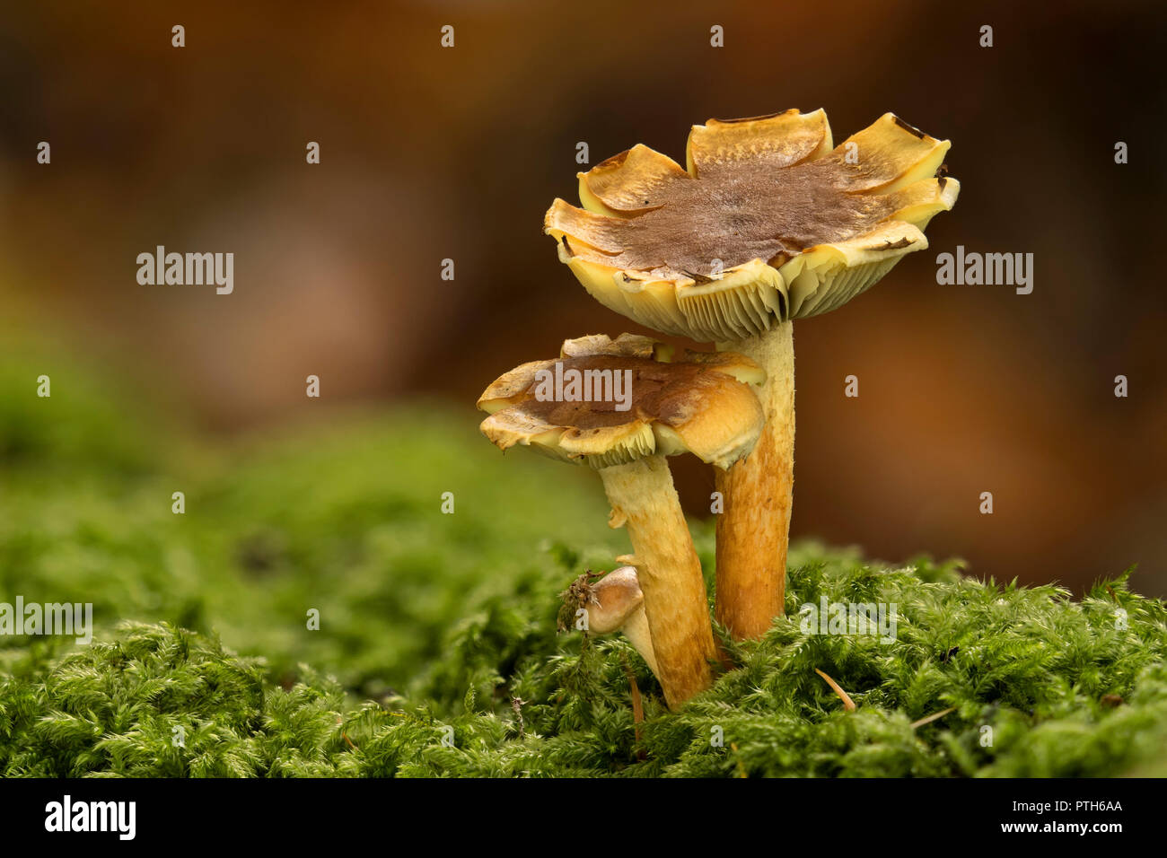 Sulphur Tuft mushrooms (Hypholoma fasiculare) growing from moss on tree trunk. Tipperary, Ireland Stock Photo