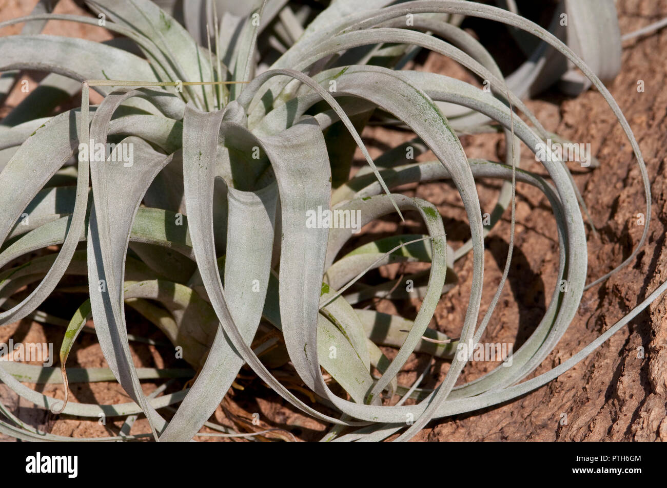 Tillandsia xerographica hi-res stock photography and images - Alamy