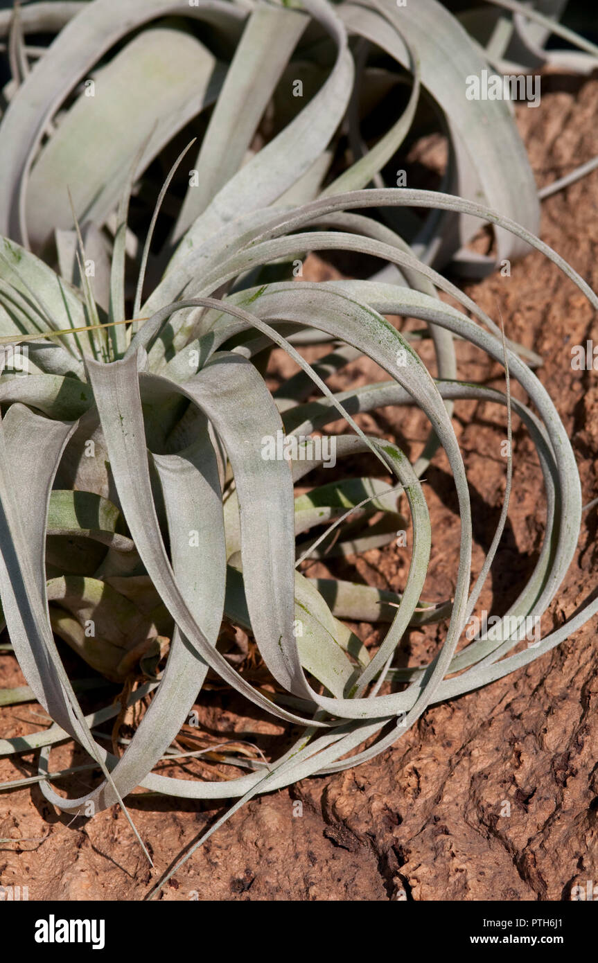 Tillandsia xerographica hi-res stock photography and images - Alamy