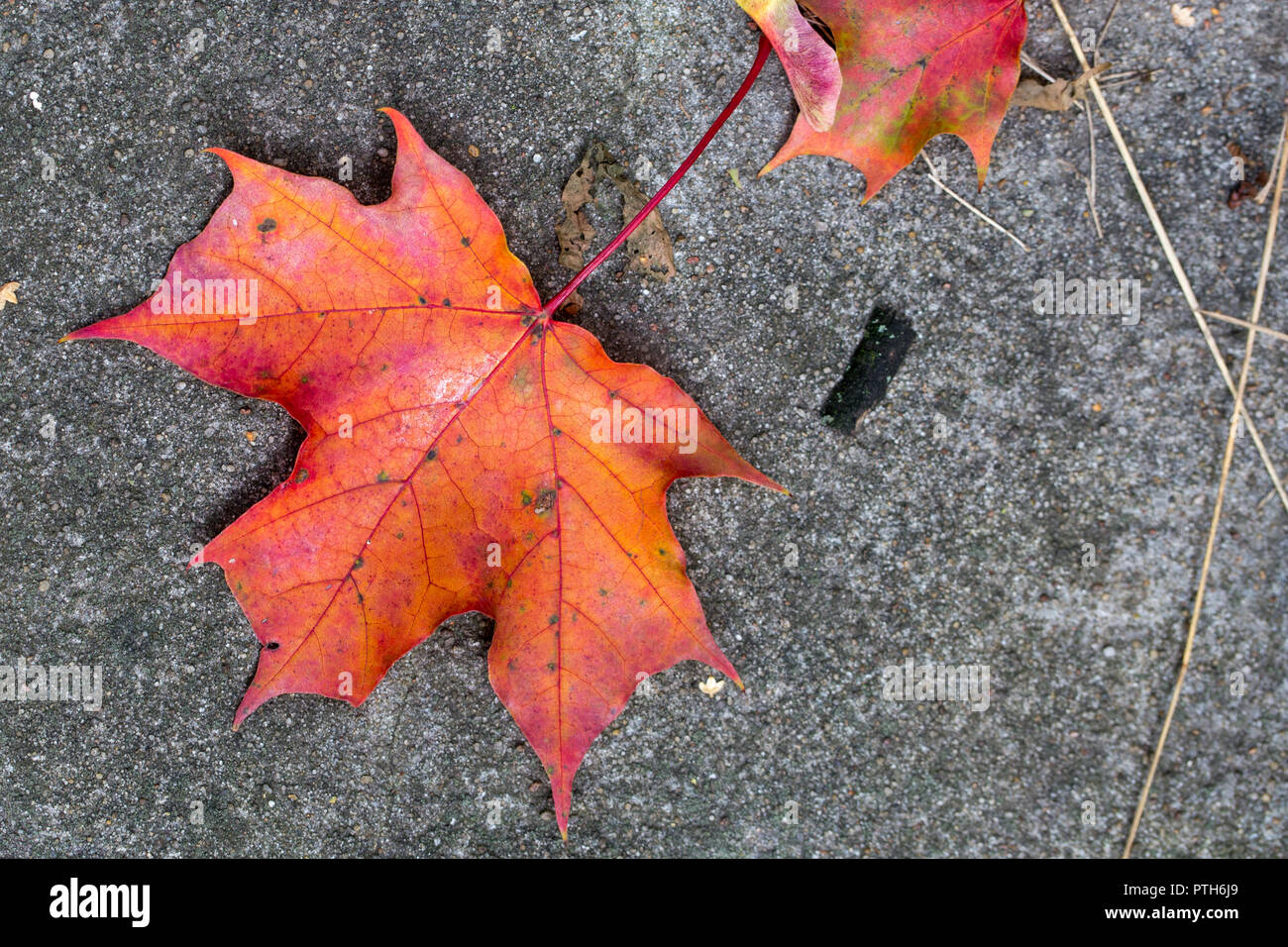 Autumn colors – orange color maple leaf on the ground Stock Photo - Alamy
