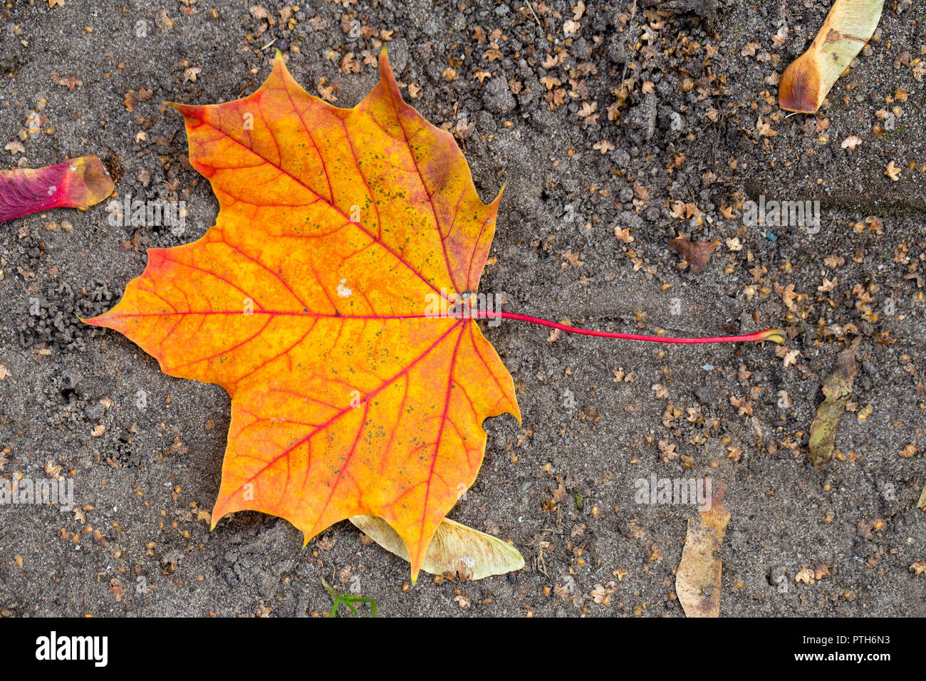 Autumn colors – orange color maple leaf on the ground Stock Photo