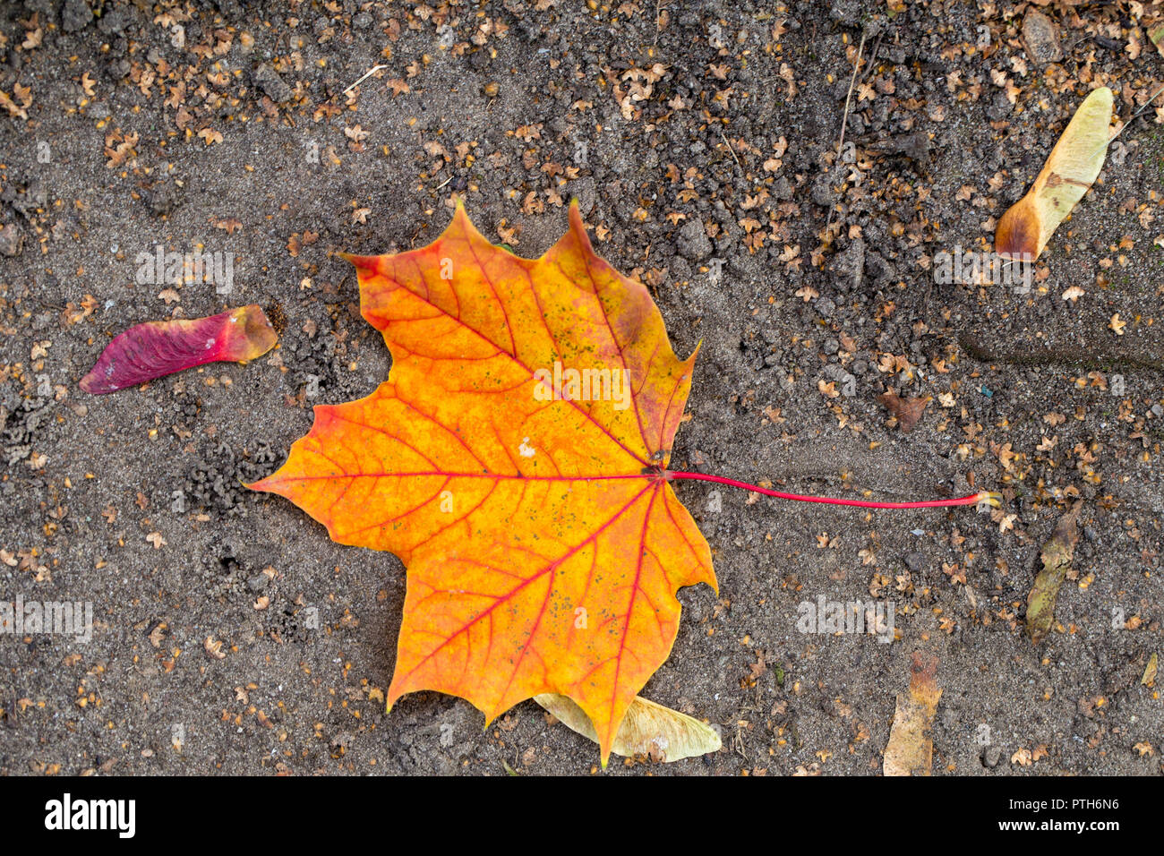 Autumn colors – orange color maple leaf on the ground Stock Photo - Alamy