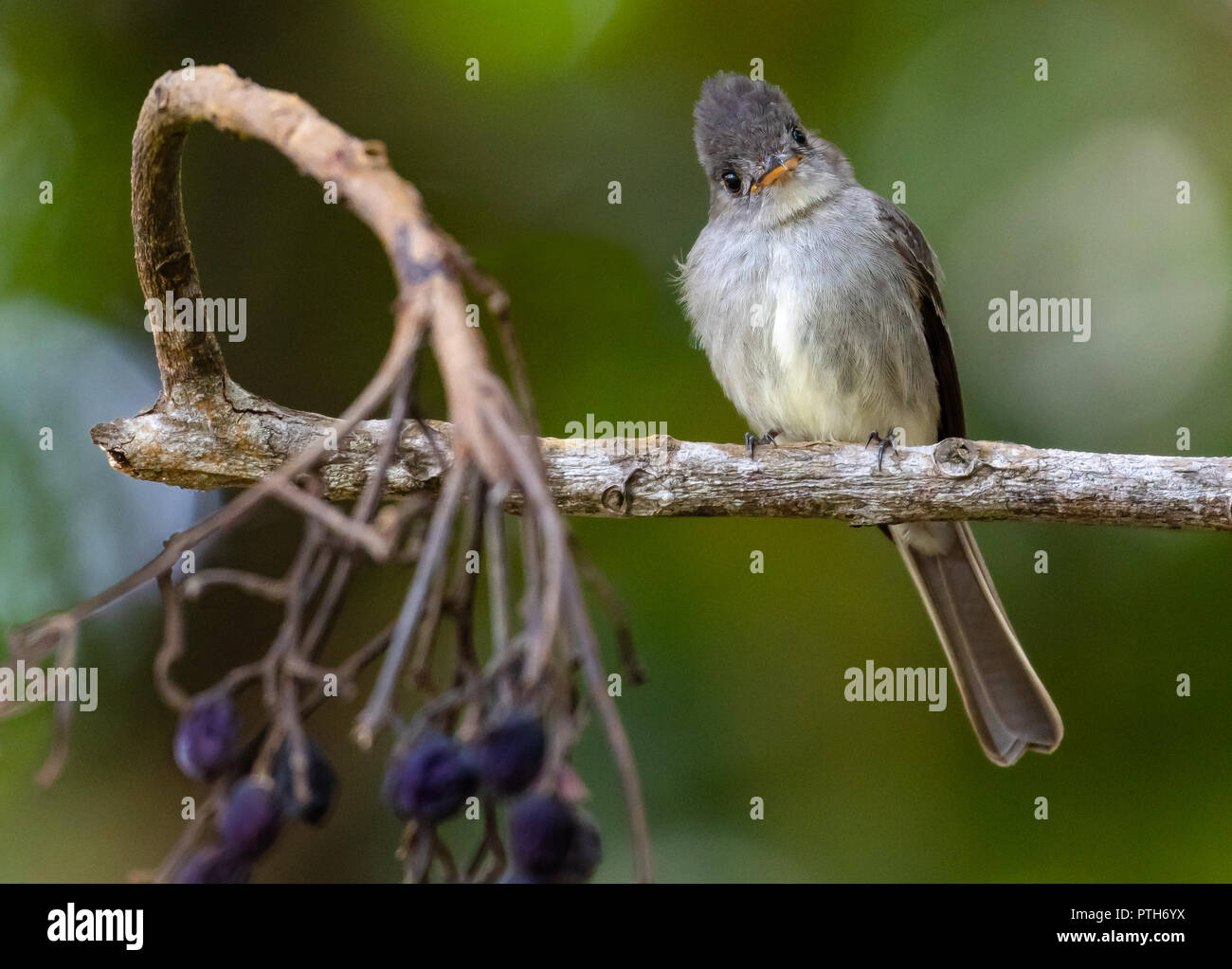 Tropical Pewee looking inquisitively at the camera. Stock Photo