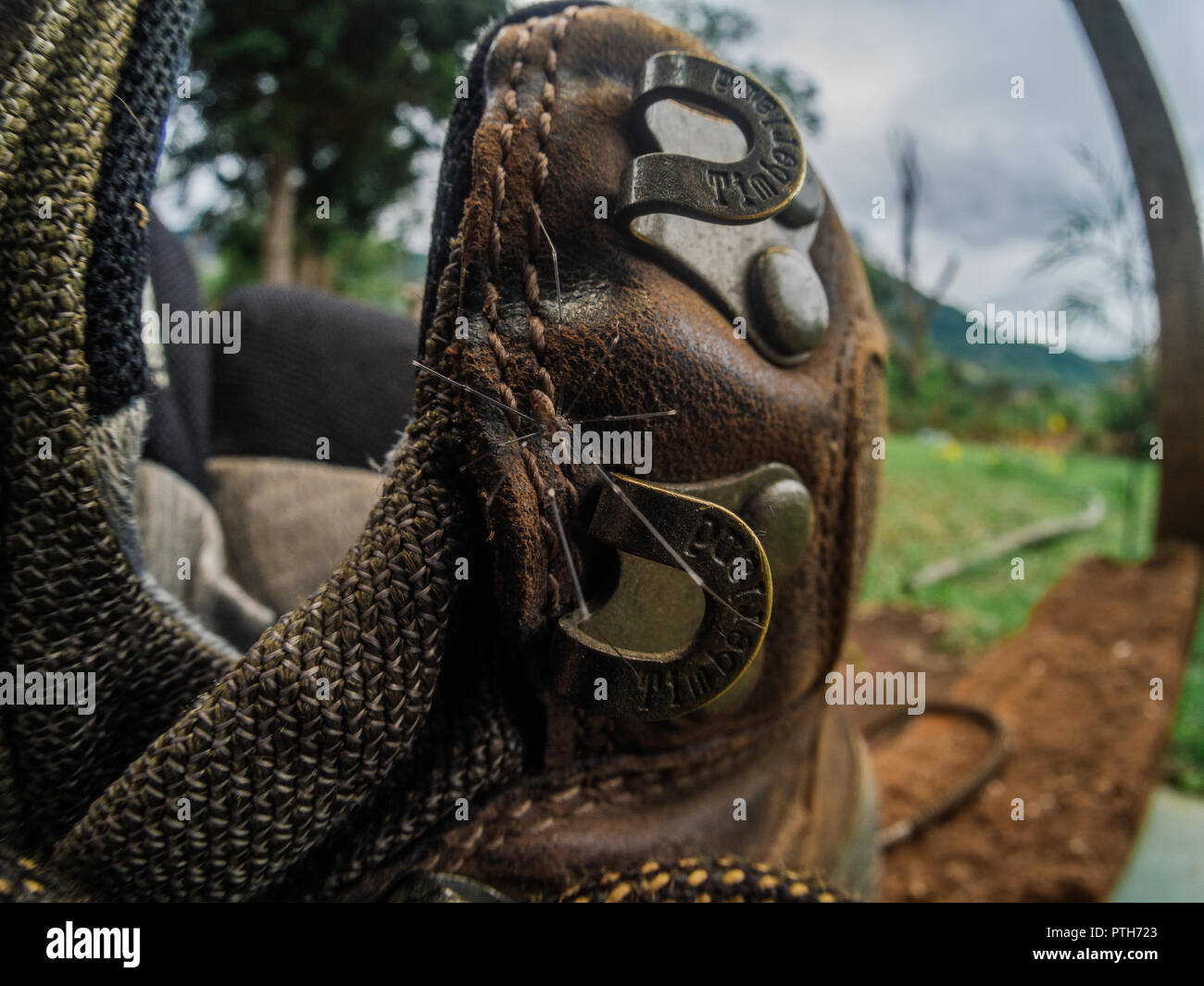 Wide macro of a daddy long legs (Pholcidae) spider exiting a hiking boot, shows it's a good practice to shake shoes for spiders. Stock Photo