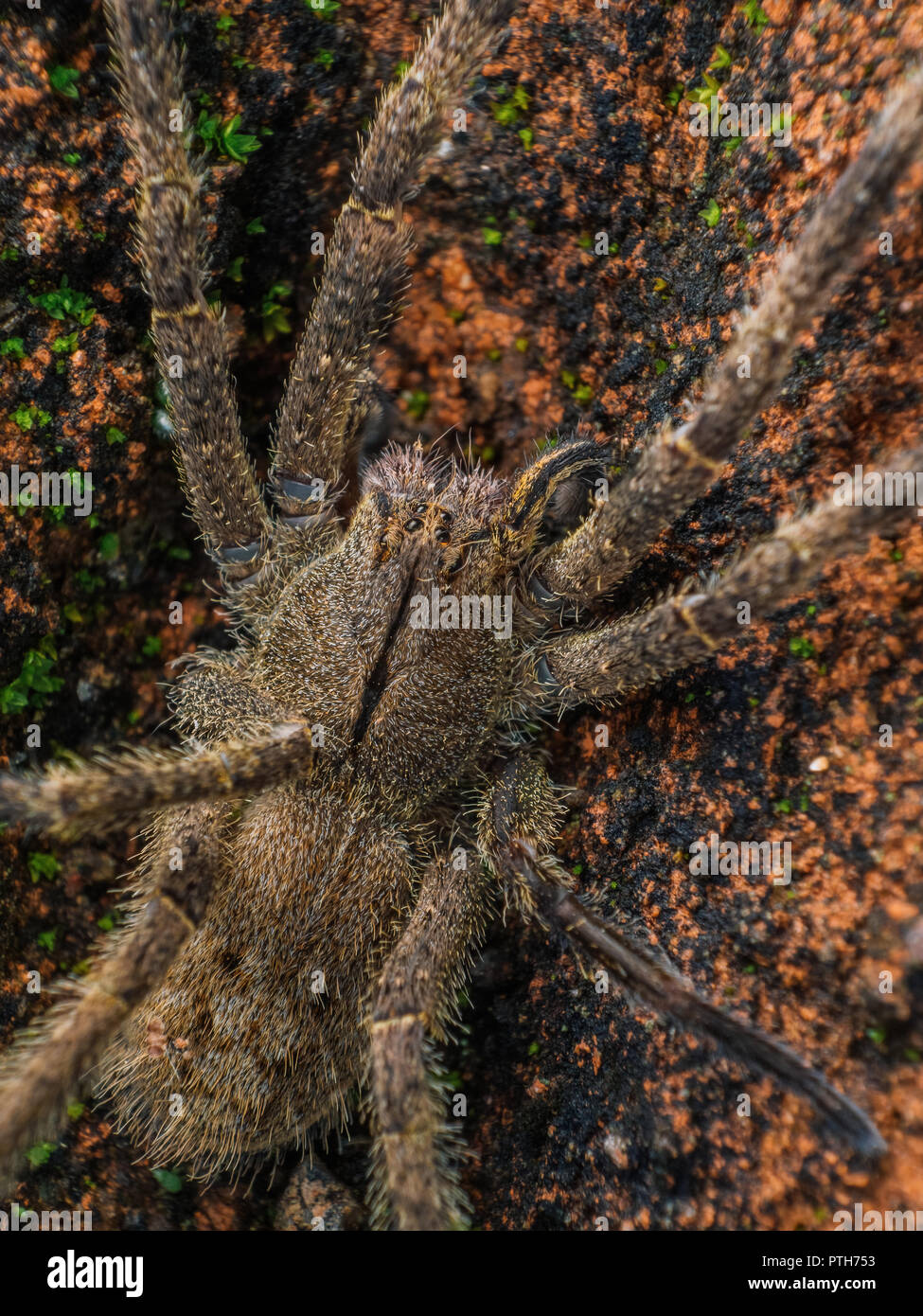 Top view macro of Phoneutria (brazilian wandering spider, armadeira), south american venomous spider, adult spiders get bigger than the one pictured. Stock Photo