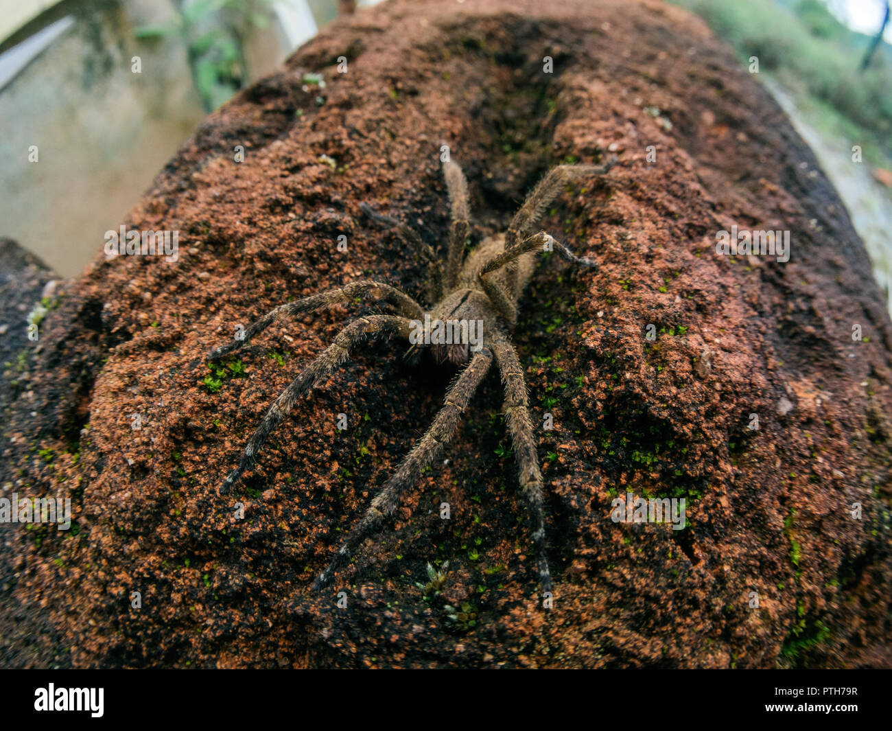 Fisheye macro of Phoneutria (brazilian wandering spider, armadeira) on the foregound with demolition debris on the background Stock Photo