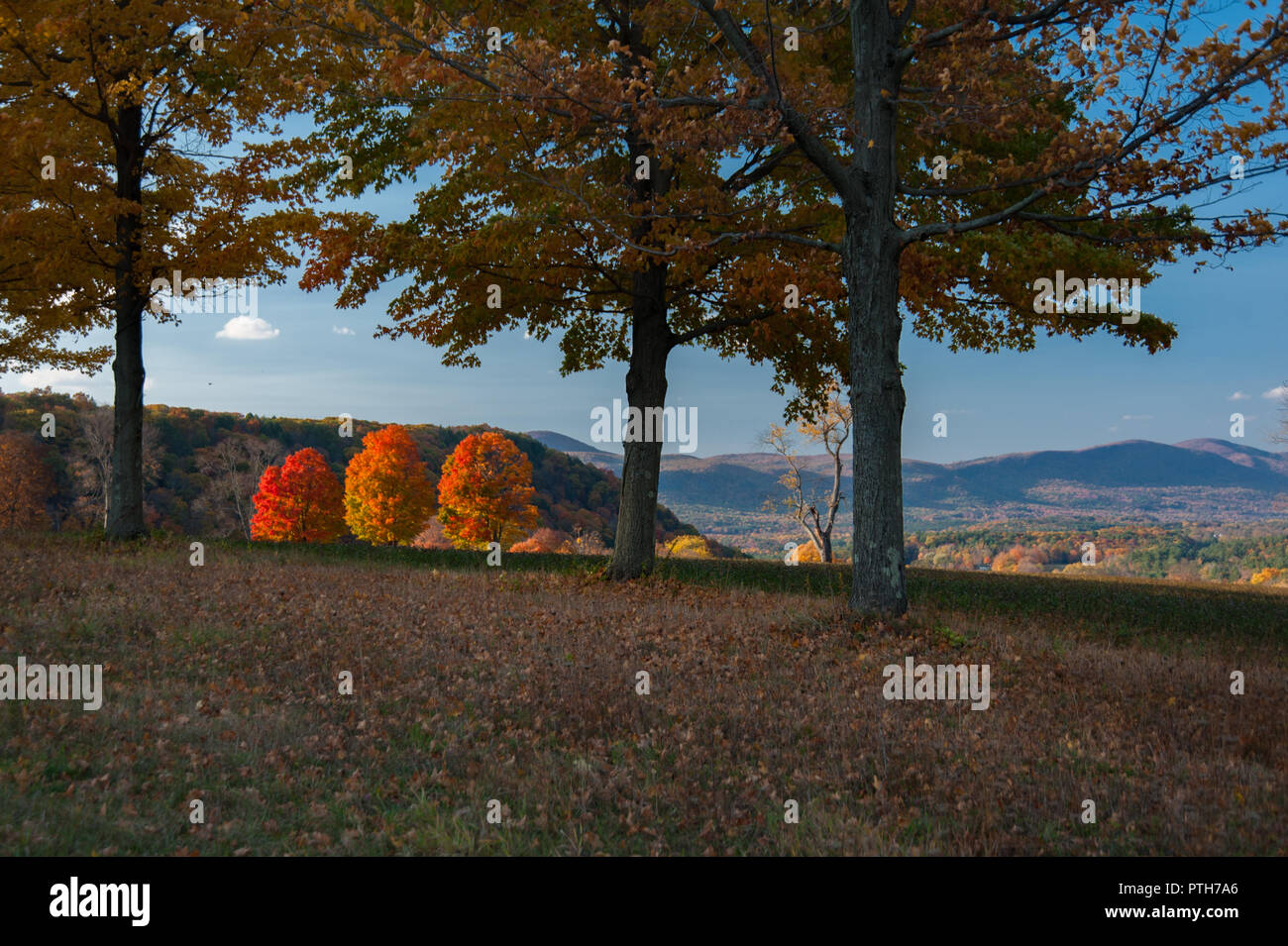 Fall color in Berkshire Hills, western Mass., with evening sun lighting three trees and distant landscape with vivid color Stock Photo