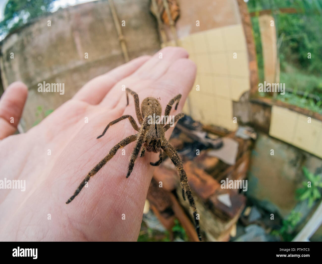 Get Brazilian Wandering Spider Size Pics