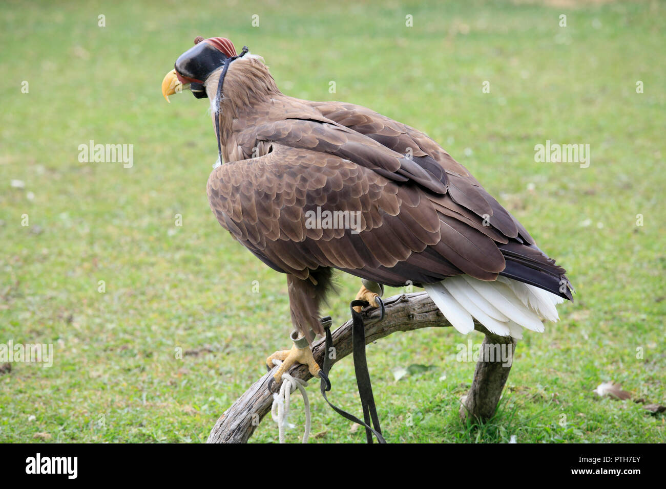 Kazakhstan; Almaty, Sunkar Falcon Centre, white-tailed eagle ...