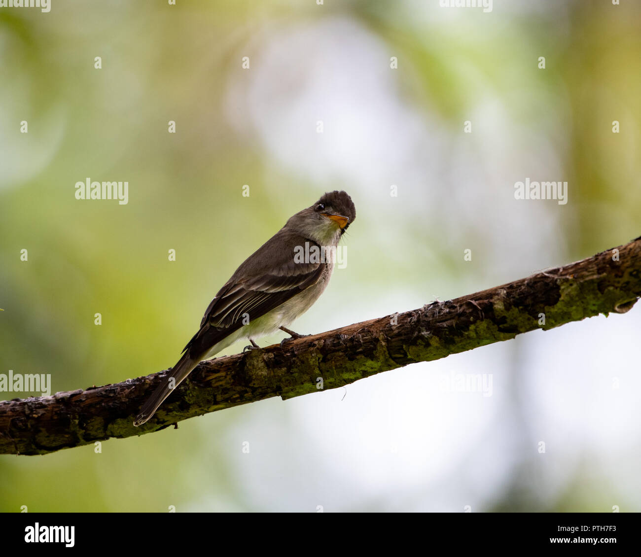 Tropical Pewee looking inquisitively at the camera. Stock Photo