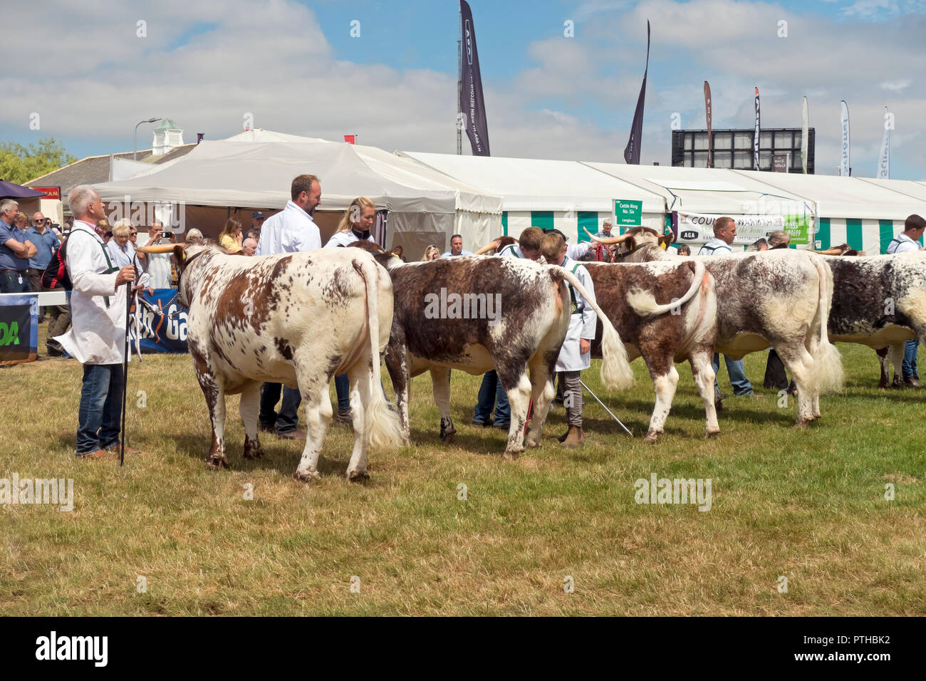 Farmers farmer with Longhorn cattle at judging Great Yorkshire Show in summer Harrogate North Yorkshire England UK United Kingdom GB Great Britain Stock Photo