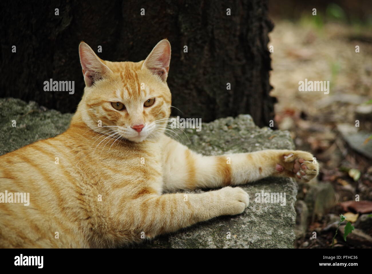 street cat in the forest, defocused backfround Stock Photo