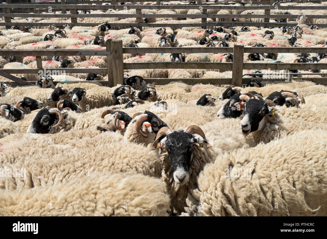 Pens of sheep awaiting shearing at the Great Yorkshire Show in summer Harrogate North Yorkshire England UK United Kingdom GB Great Britain Stock Photo