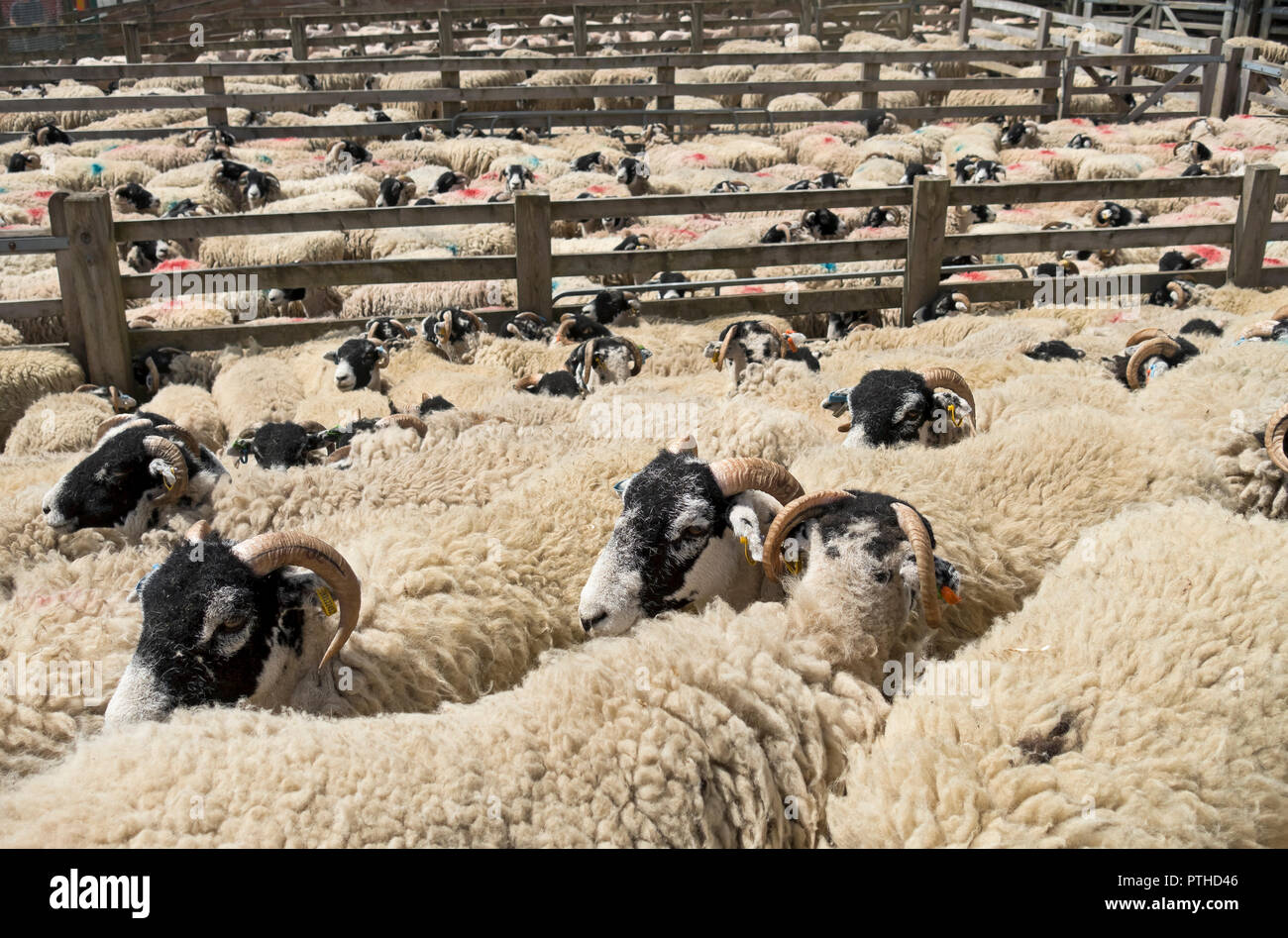 Swaledale sheep awaiting shearing at the Great Yorkshire Show in summer Harrogate North Yorkshire England UK United Kingdom GB Great Britain Stock Photo