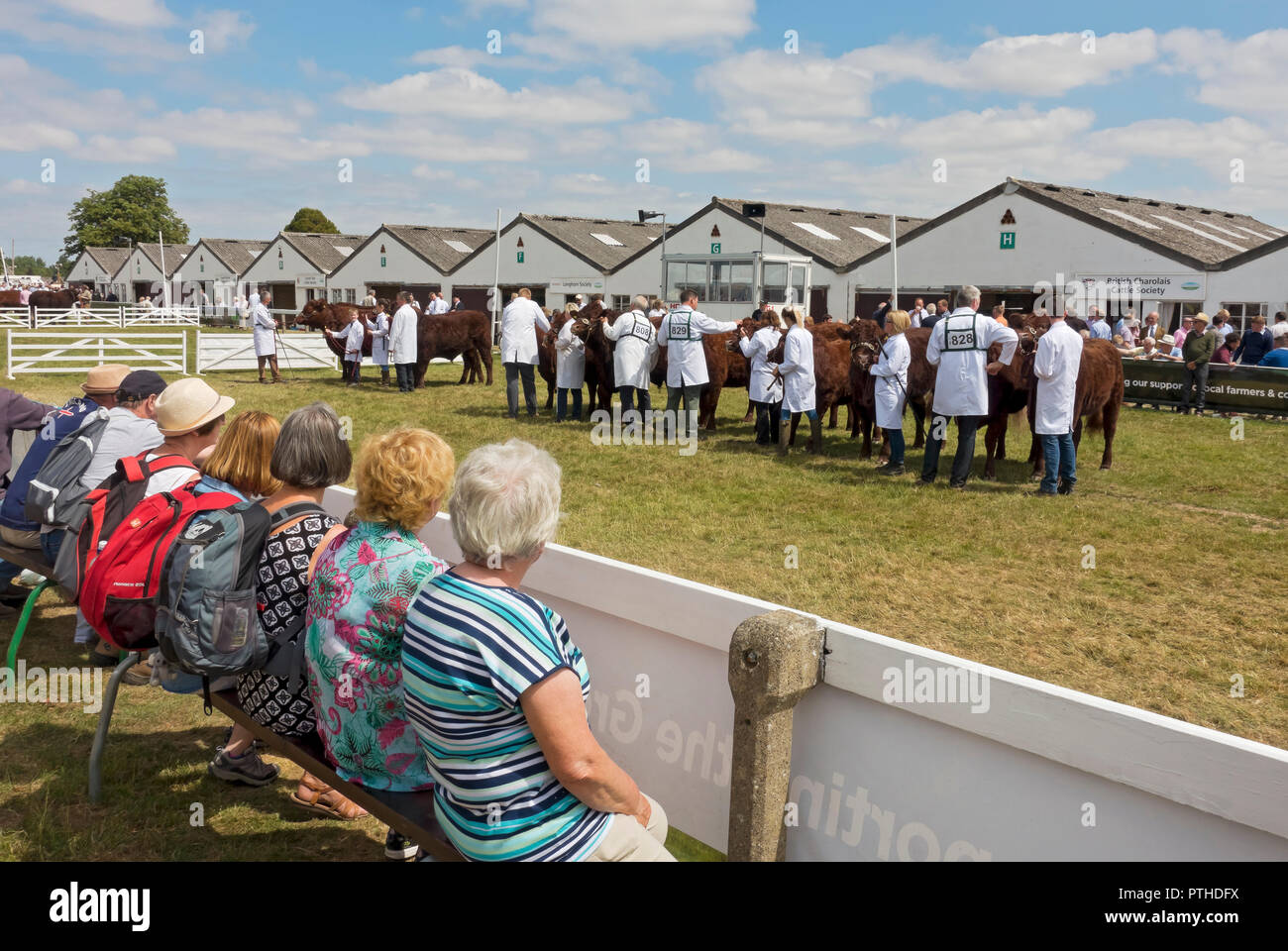 People ladies women watching cattle judging at the Great Yorkshire Show in summer Harrogate North Yorkshire England UK United Kingdom GB Great Britain Stock Photo