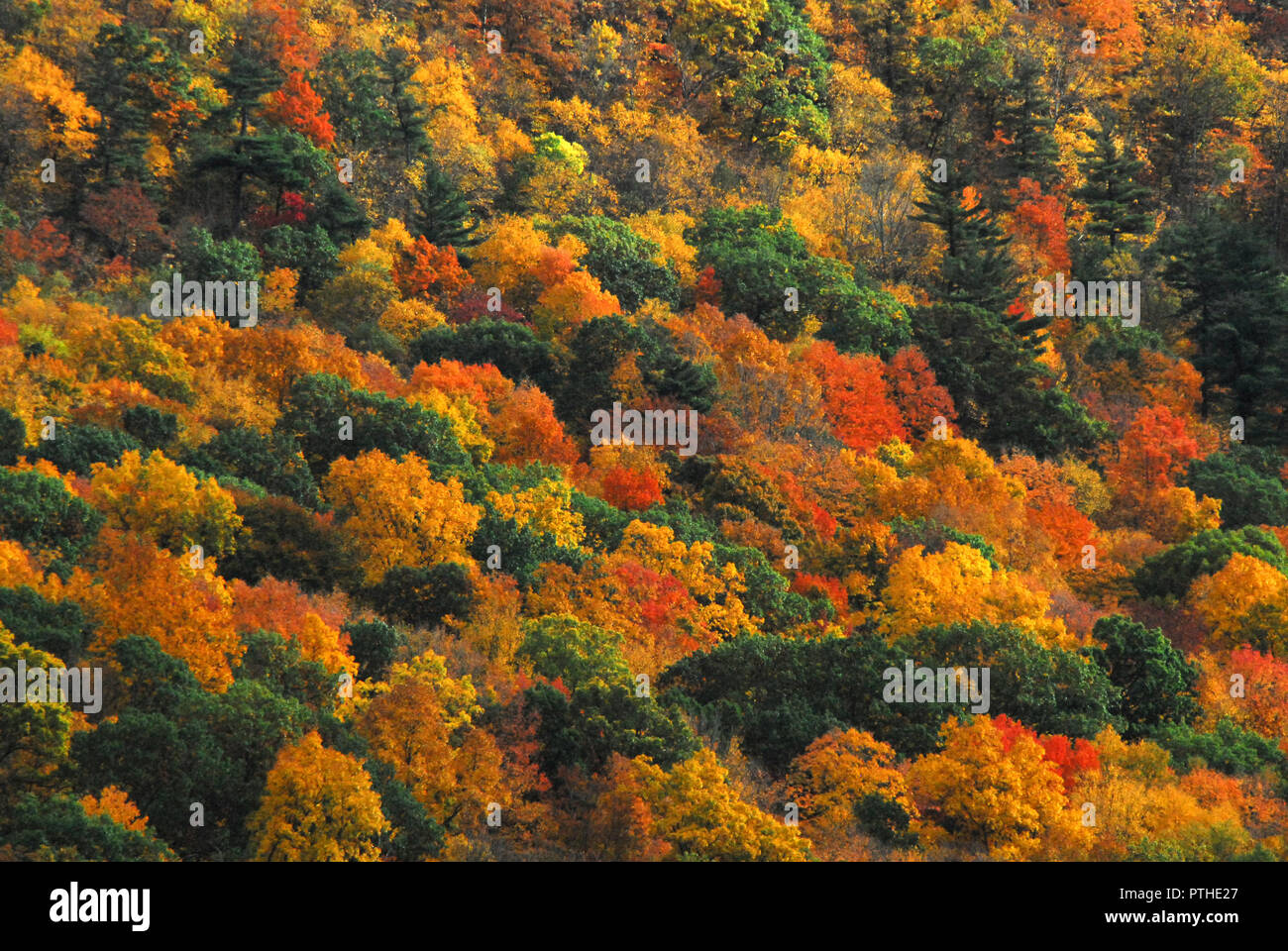 The vibrantly beautiful Fall colors of a variety of trees on a Connecticut mountain slope. Stock Photo