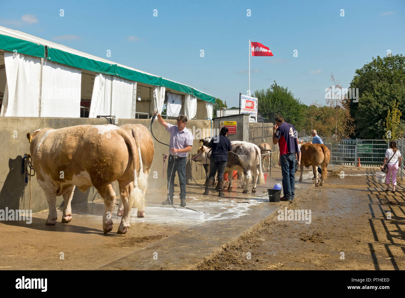 Cattle livestock cows being washed by farmer farmers before judging Great Yorkshire Show Harrogate North Yorkshire England UK United Kingdom Britain Stock Photo