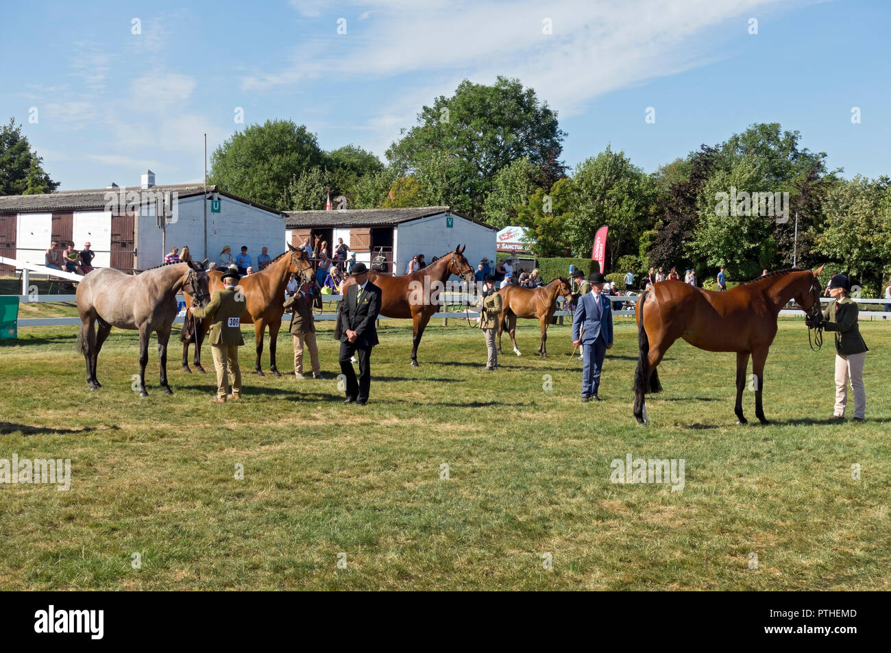 Horses horse being judged at the Great Yorkshire Show Harrogate North Yorkshire England UK United Kingdom GB Great Britain Stock Photo