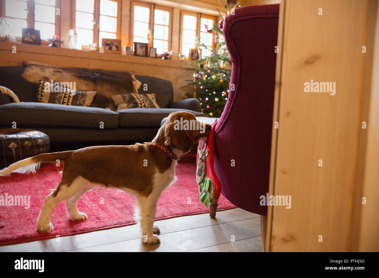 Cute dog with stocking in Christmas living room Stock Photo