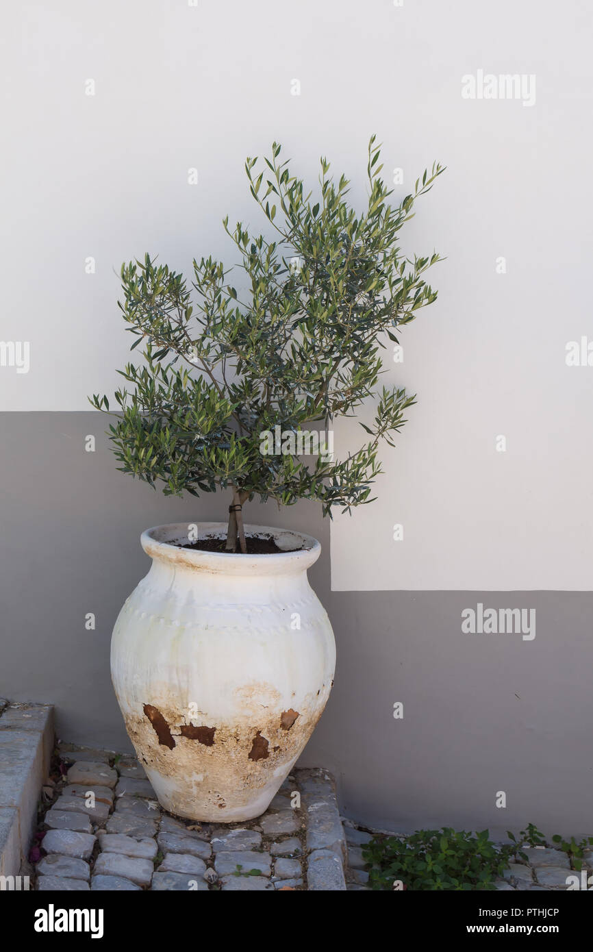 Old white pot with a small olive tree. Standing on the stairs made of cobblestones. White and grey color of the wall of a building in the background.  Stock Photo