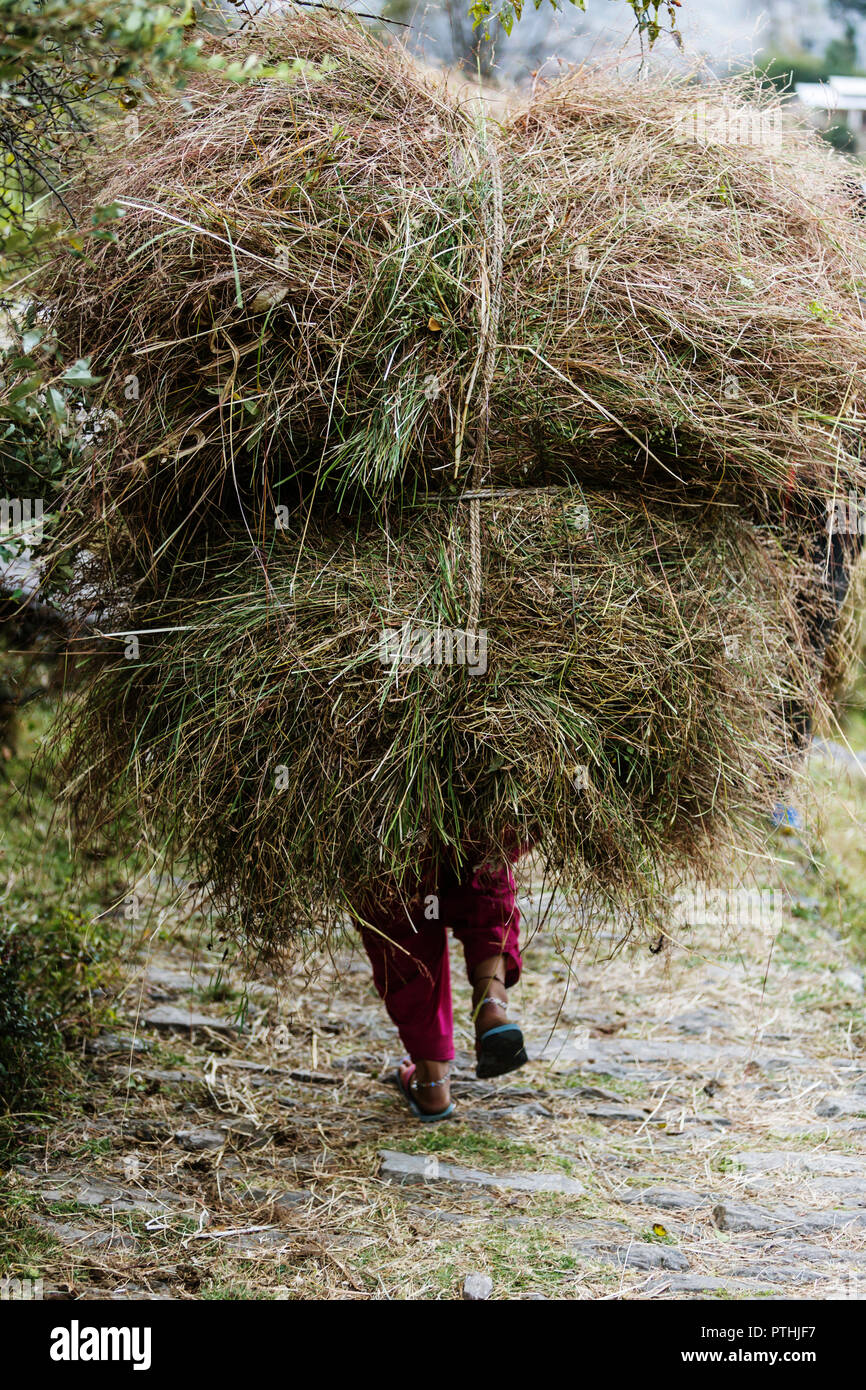 Man carrying bundles of grass, Supi Bageshwar, Uttarakhand, Indian Himalayan Foothills Stock Photo