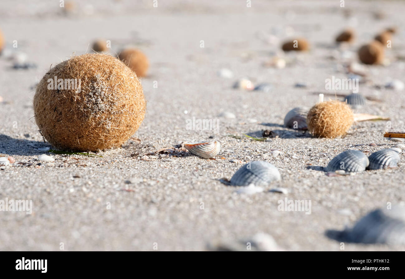 Sea balls on a beach made from Posidonia oceanica, Neptune Grass