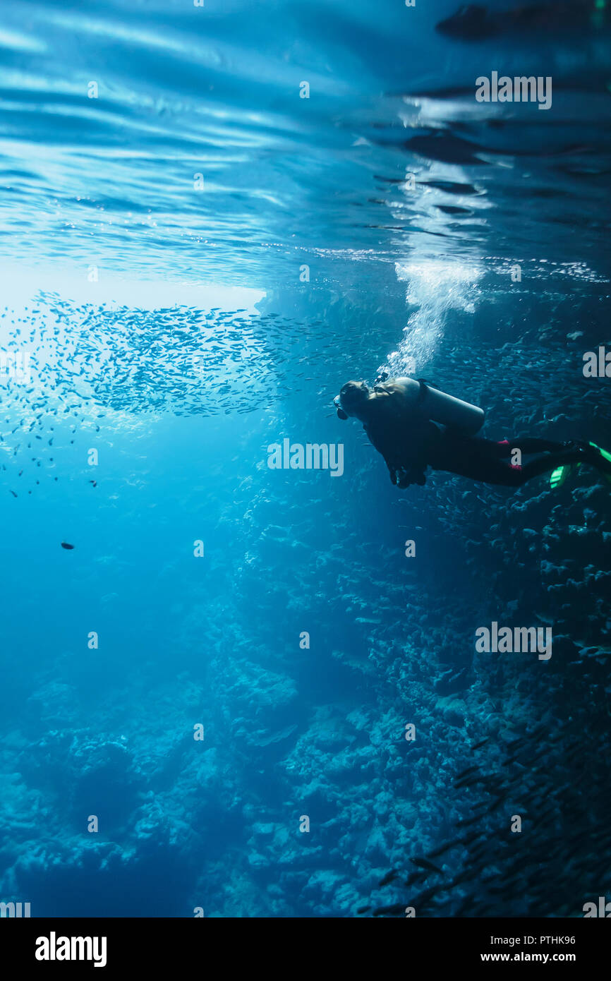 Woman scuba diving underwater among school of fish, Vava'u, Tonga