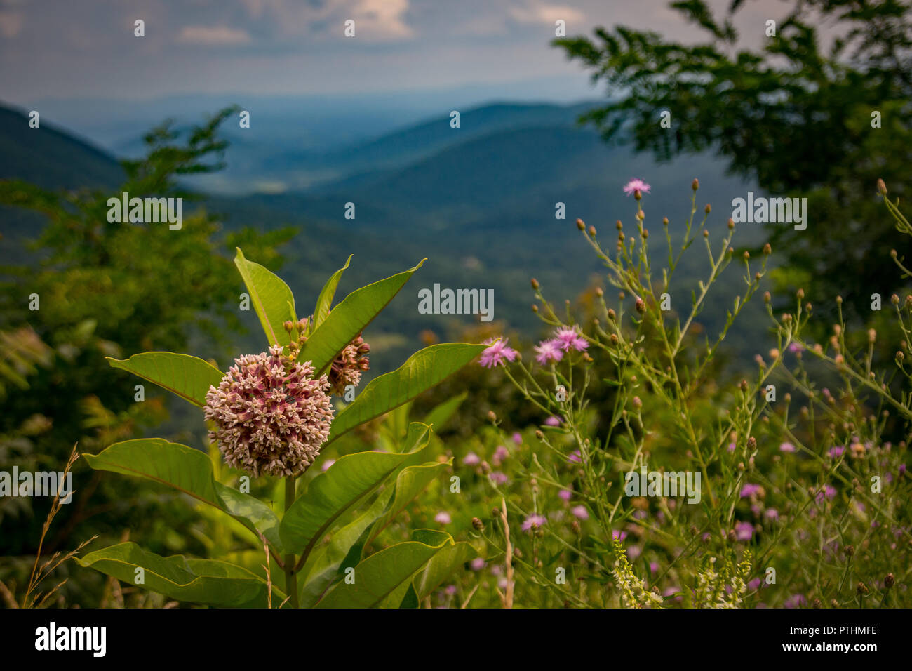 Shenandoah national park flowers hires stock photography and images