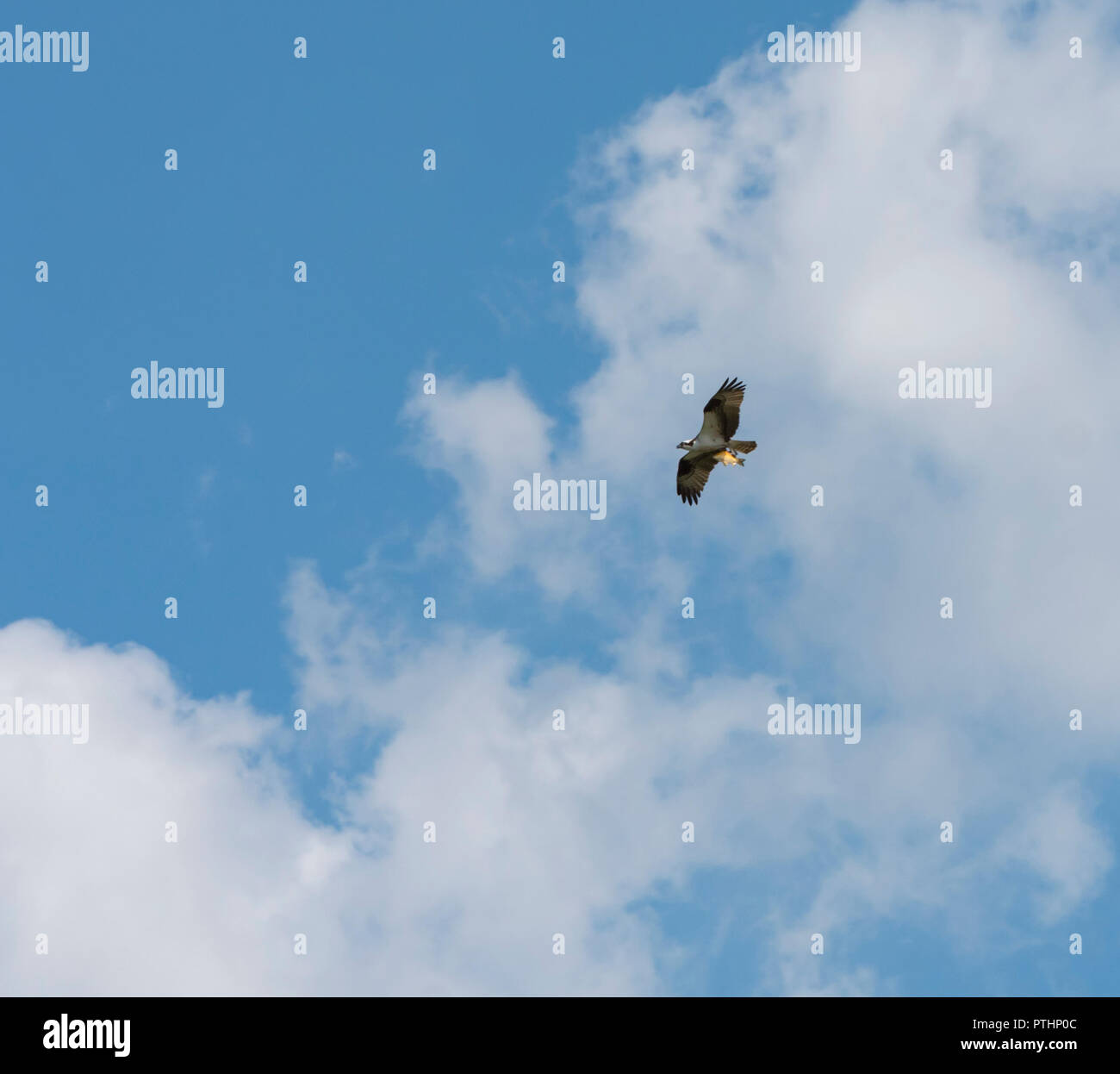Osprey flying with fish in talons against white clouds in a blue sky ...