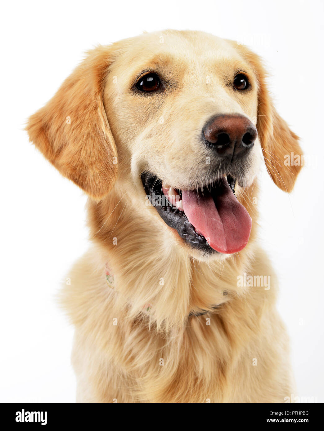 Portrait of an adorable Golden retriever puppy - studio shot, isolated ...