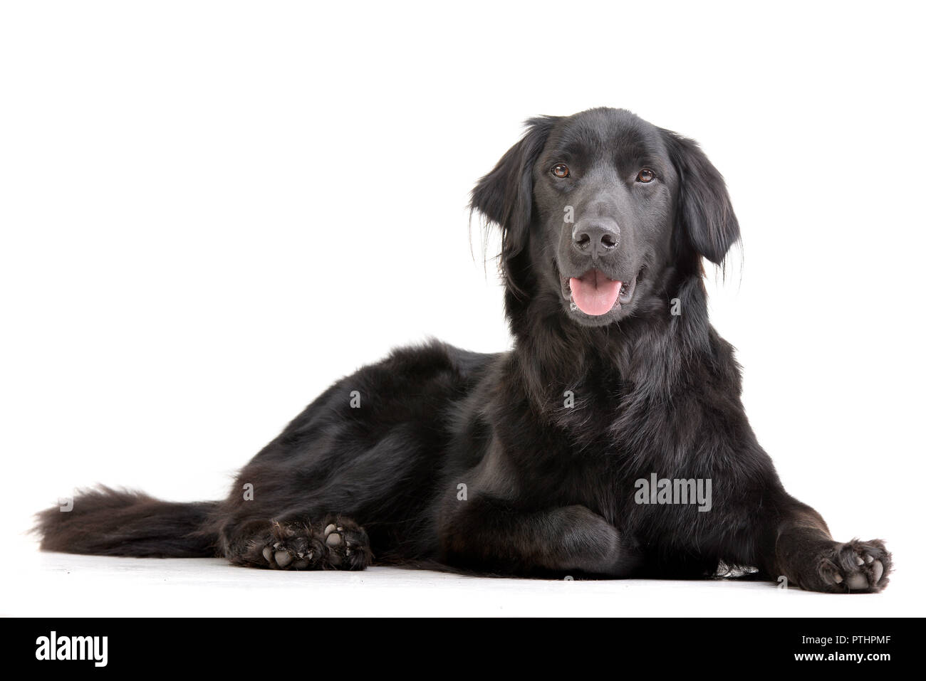 Studio shot of an adorable mixed breed dog lying on white background ...