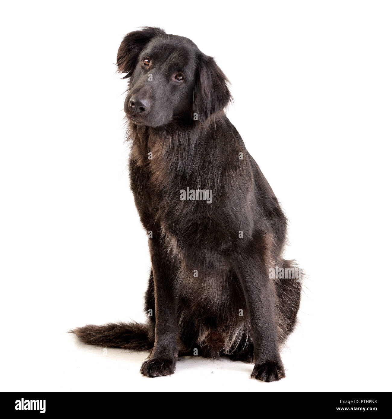 Studio shot of an adorable mixed breed dog sitting on white background ...