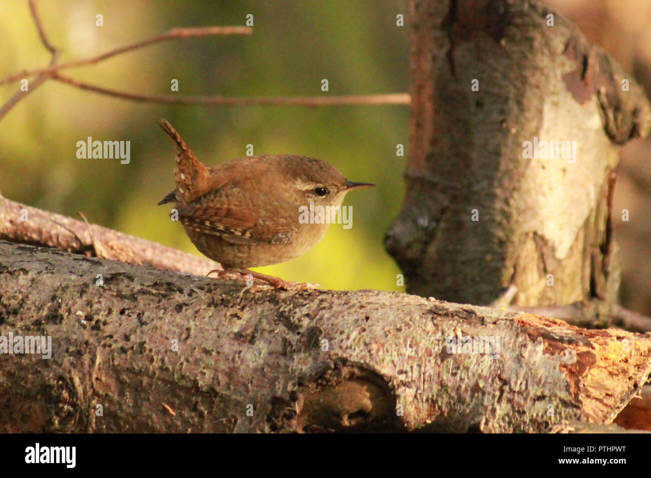 Jenny wrens hires stock photography and images Alamy