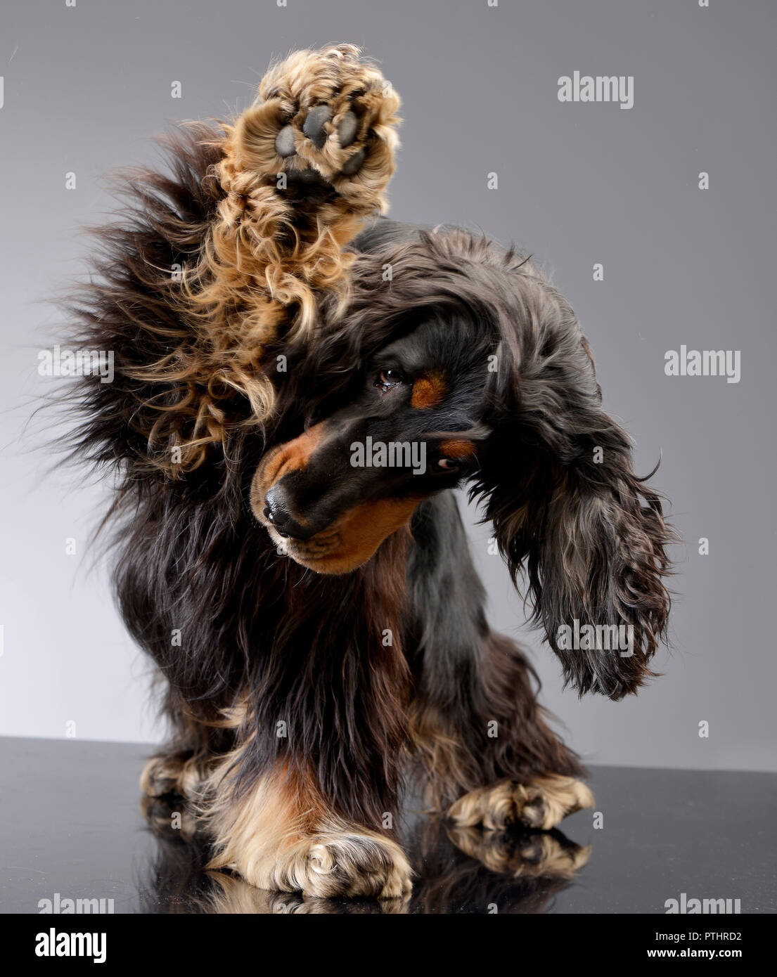 An adorable English Cocker Spaniel scratching her leg - studio shot ...