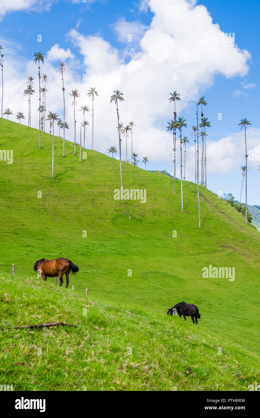HORSES IN COCORA VALLEY - QUINDIO - COLOMBIA Stock Photo