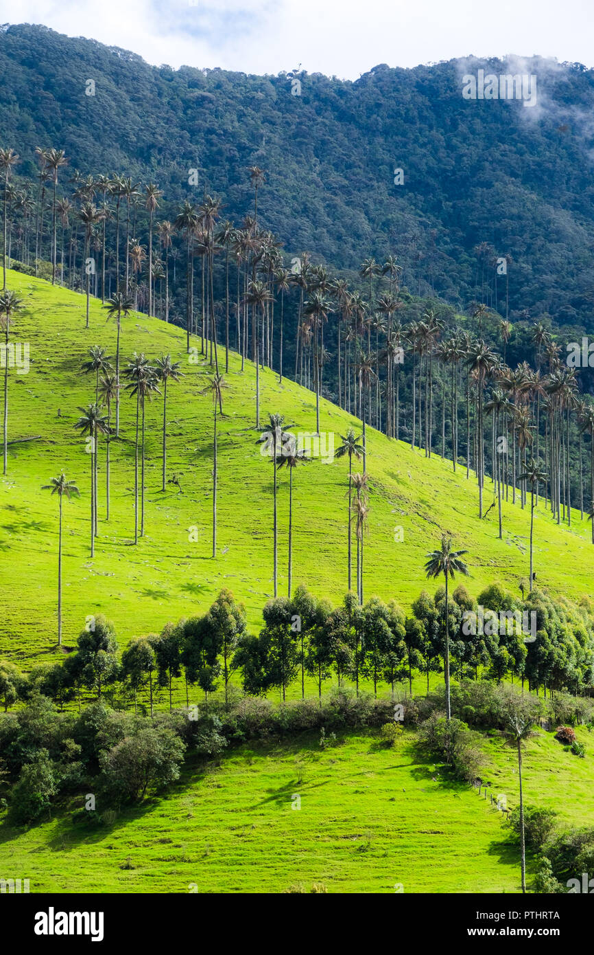 THE QUINDIO WAX PALM TREE - COCORA VALLEY - COLOMBIA Stock Photo