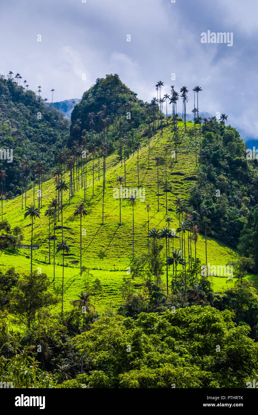 THE QUINDIO WAX PALM TREE - COCORA VALLEY - COLOMBIA Stock Photo