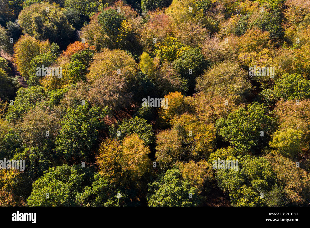 Autumn forest trees aerial drone photography Stock Photo - Alamy