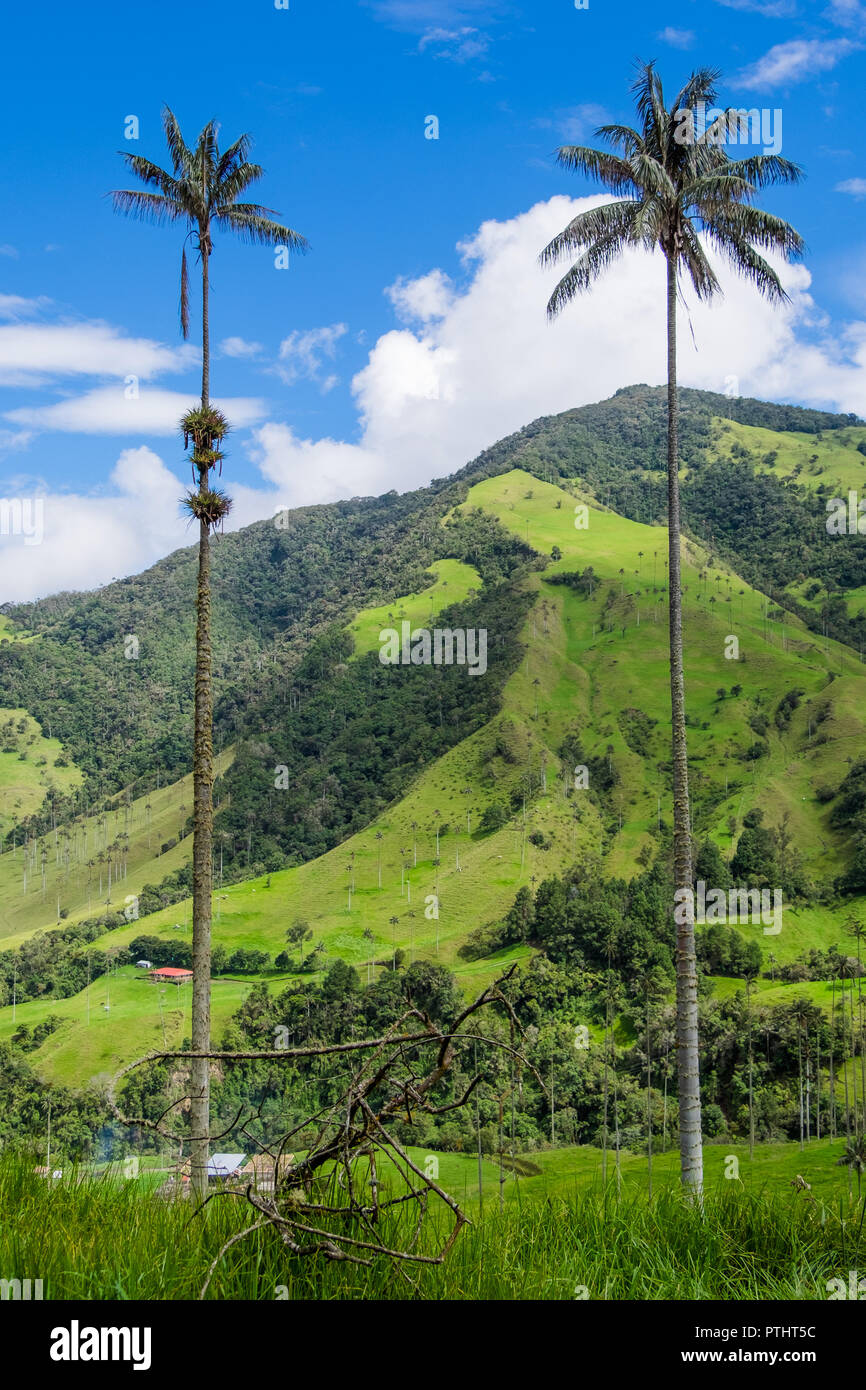 THE QUINDIO WAX PALM TREE - COCORA VALLEY - COLOMBIA Stock Photo