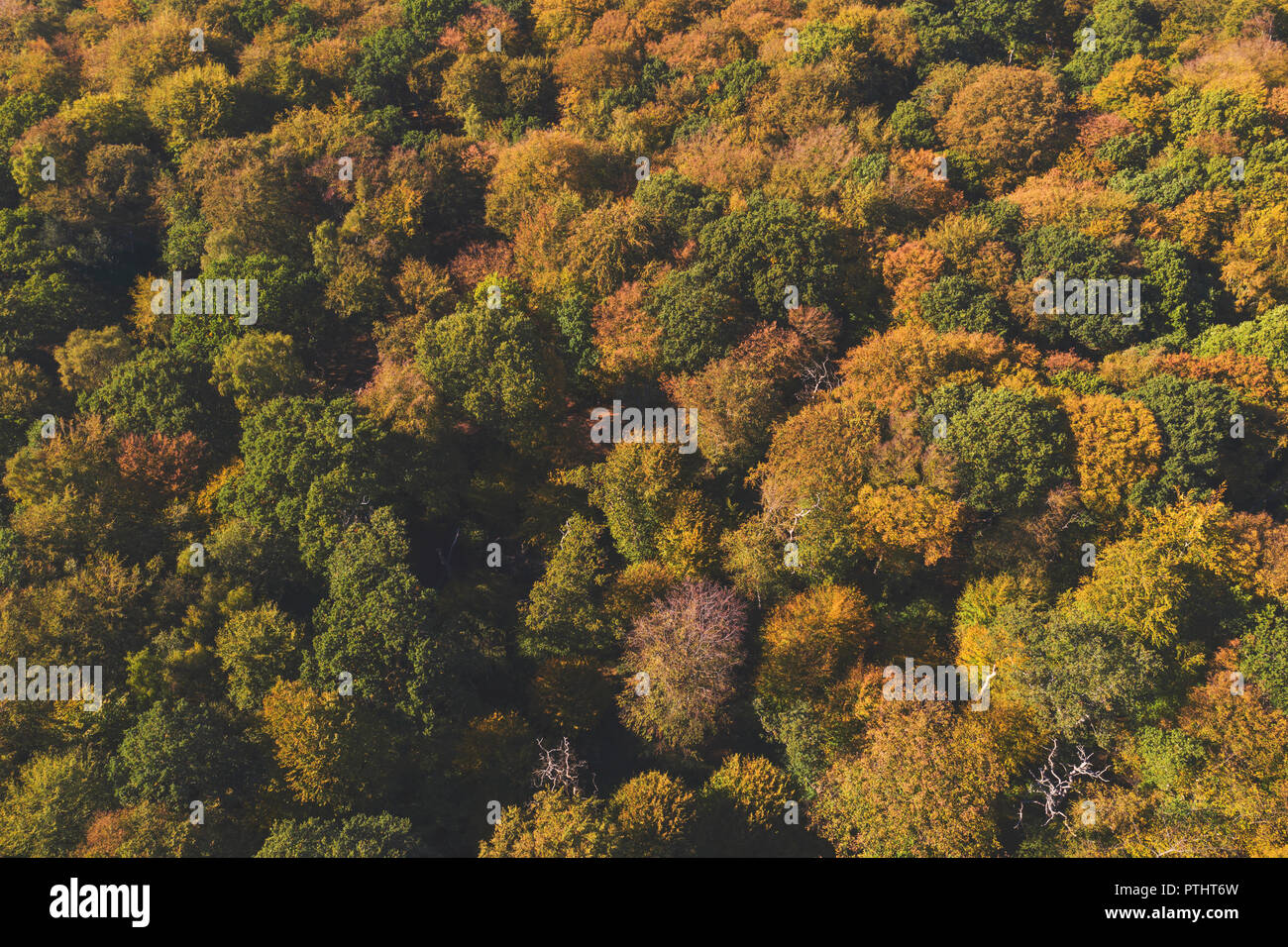 Aerial autumn uk wood hi-res stock photography and images - Alamy