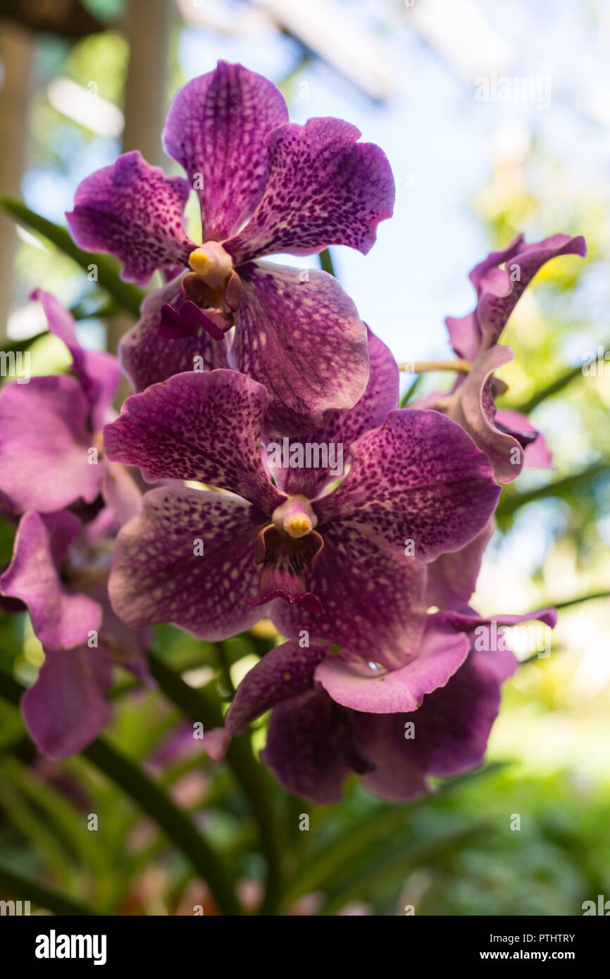 Orchid flower in garden at winter or spring day for postcard beauty and agriculture idea concept design. Phalaenopsis orchid. Stock Photo