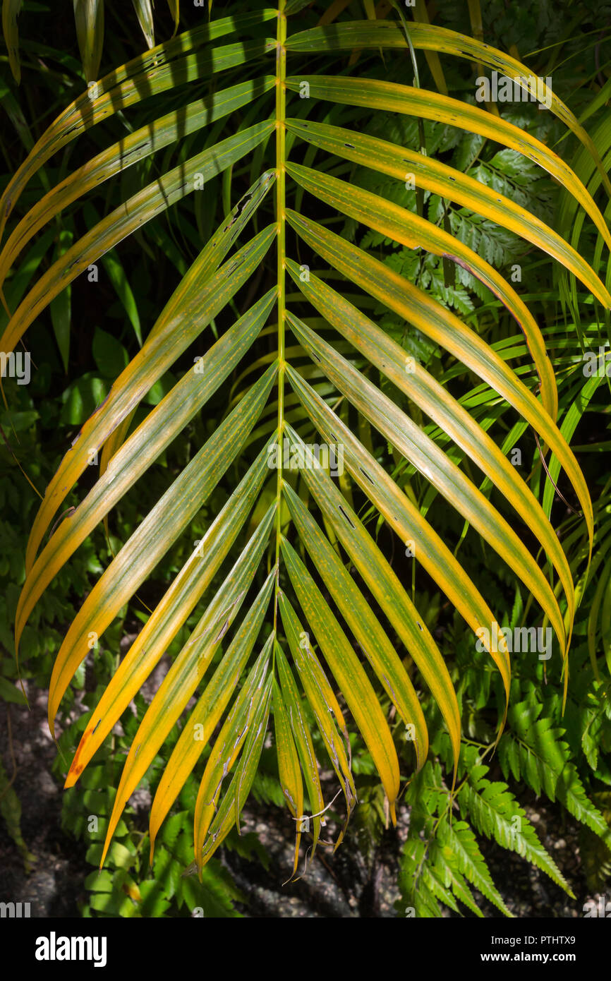 Tropical jungle background of layers of green palm fronds Stock Photo