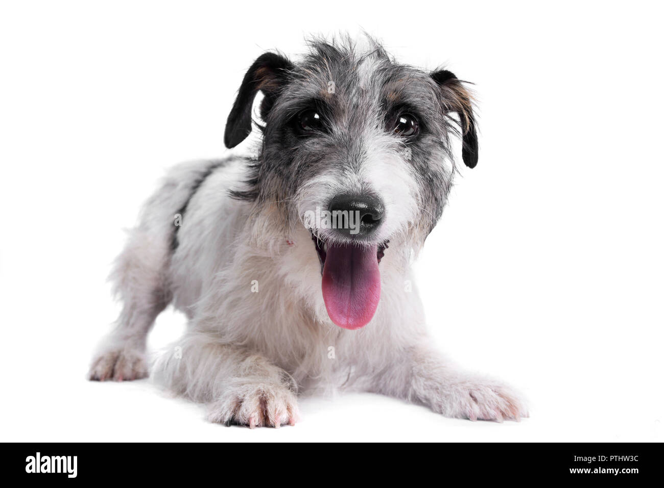 Studio shot of an adorable mixed breed dog lying on white background ...