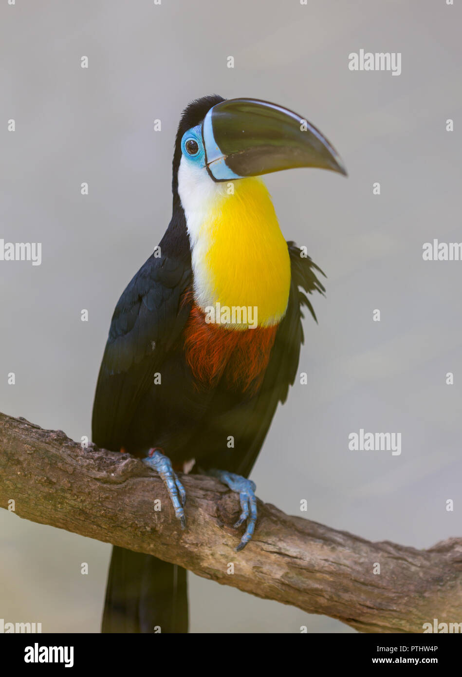 Keel-billed Toucan, Ramphastos sulfuratus, bird with big bill. Toucan sitting on the branch in the forest, green vegetation, Nicaragua. Nature travel in central America. Stock Photo