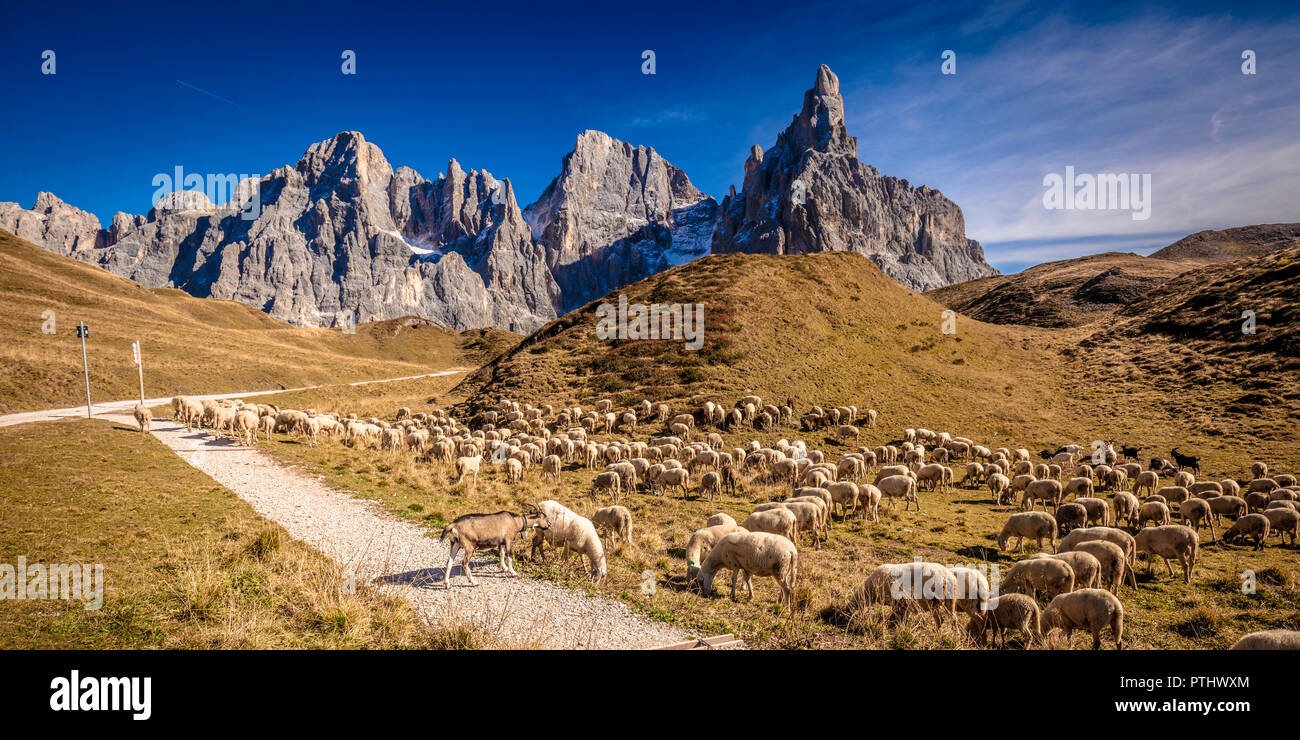 flock of sheep in passo rolle, italian alps Stock Photo