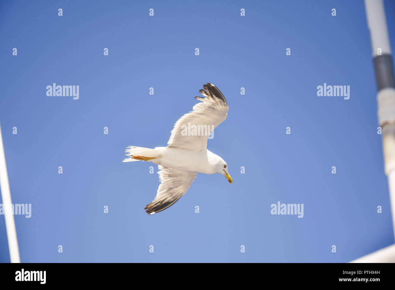 A flying seagull on the blue sky with clouds Stock Photo - Alamy