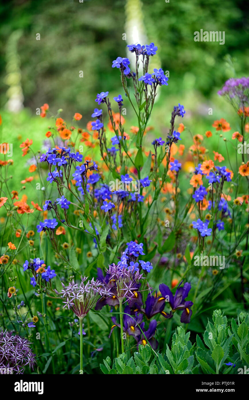 Anchusa azurea Dropmore,geum coccineum totally tangerine,orange,blue,flowers,spring, garden,gardens,RM Floral Stock Photo